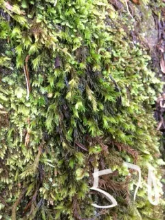Ryszard's Racomitrium Moss thumbnail 2