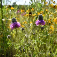 purple prairie clover thumbnail 2