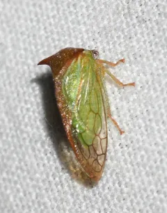 Stictolobus borealis thumbnail 4
