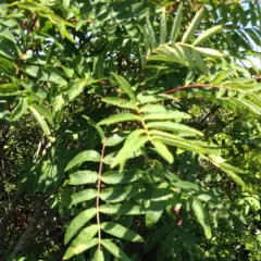 American mountain ash thumbnail 2