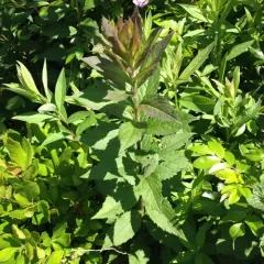 common wrinkle-leaved goldenrod thumbnail 2