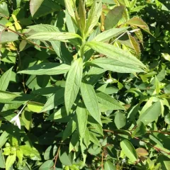 flat-top white aster thumbnail 4