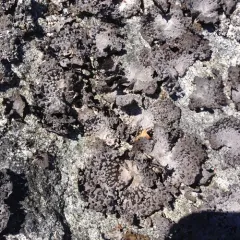 Common Toadskin Lichen thumbnail 2