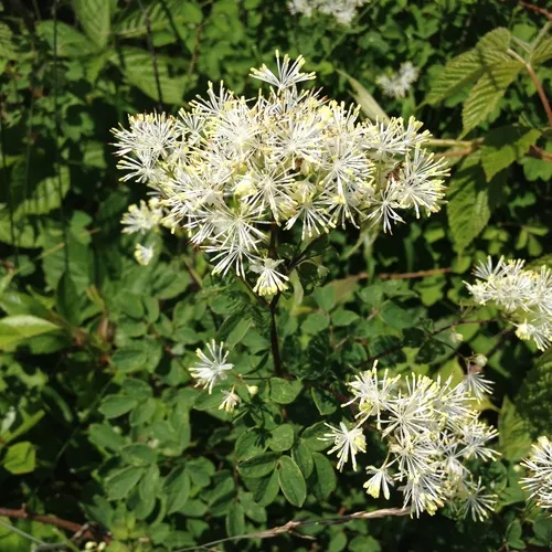 tall meadow-rue