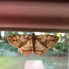 Brown-lined Looper thumbnail 3