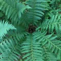 male fern thumbnail 2
