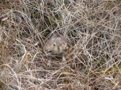 Richardson's Collared Lemming thumbnail 3