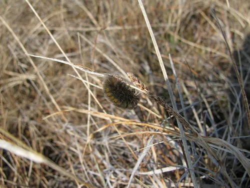 Ross' Tussock Moth
