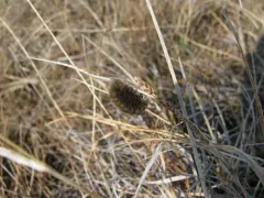 Ross' Tussock Moth thumbnail 1