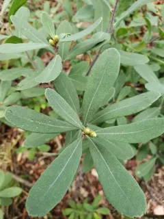 bog myrtle thumbnail 5