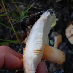 Downy milk cap thumbnail 2