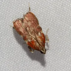 Boxwood Leaftier Moth thumbnail 3