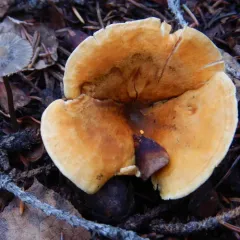 False Chanterelle thumbnail 4