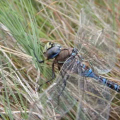 Variable Darner thumbnail 4