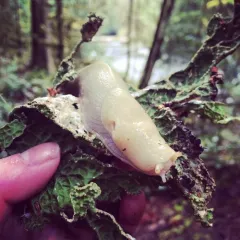 Pacific Banana Slug thumbnail 3