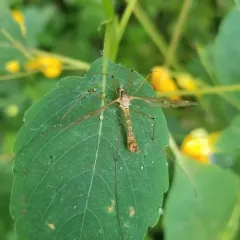 Tipula borealis thumbnail 2