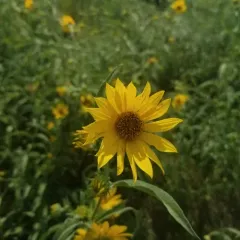 Maximilian sunflower thumbnail 4