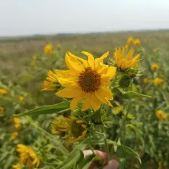 sawtooth sunflower thumbnail 4