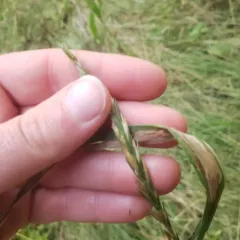 Quack Grass thumbnail 2