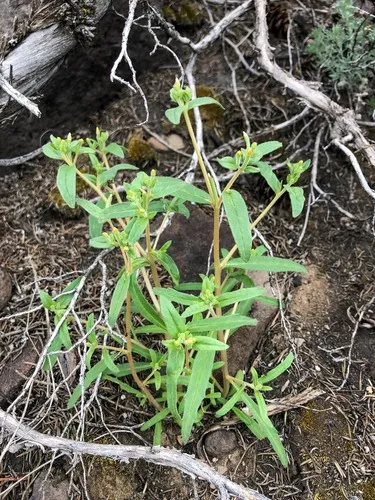 bushy blazingstar