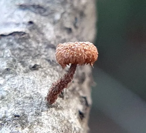 powder-scale pholiota