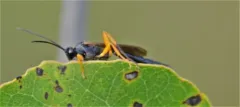 Limerodops belangeri thumbnail 3