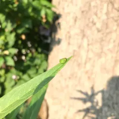 Two-striped Planthopper thumbnail 3