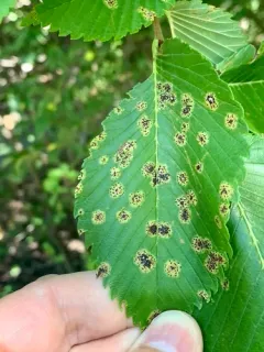 Platychora ulmi thumbnail 3