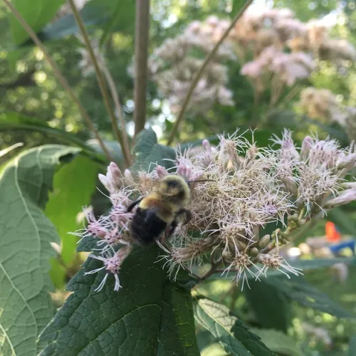 Rusty-patched Bumble Bee