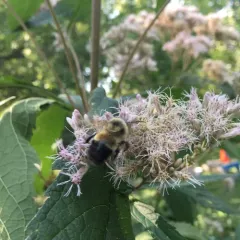 Rusty-patched Bumble Bee thumbnail 1