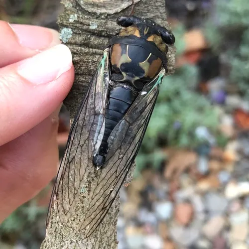 Lyric Cicada