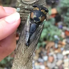 Lyric Cicada thumbnail 1