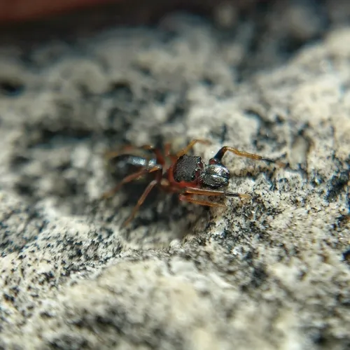 Myrmarachne formicaria