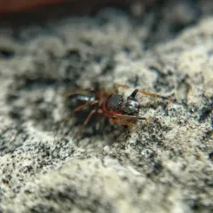 Myrmarachne formicaria thumbnail 1