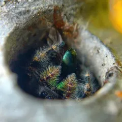 Bold Jumping Spider thumbnail 1