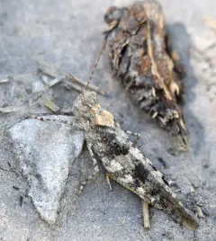 Masked Grasshopper thumbnail 1