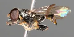 Double-banded Fen Fly thumbnail 2