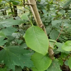 hairy honeysuckle thumbnail 2