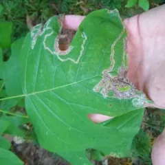 Tulip Tree Leaf Miner thumbnail 2