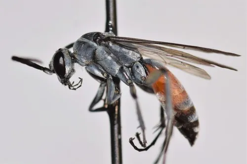 Anoplius apiculatus