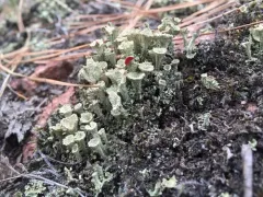madame's cup lichen thumbnail 4