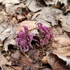 violet coral fungus thumbnail 3