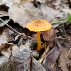 orange gilled waxcap thumbnail 3