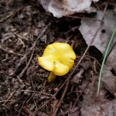 Golden Waxy Cap thumbnail 5