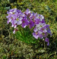 Naked-stemmed Wallflower thumbnail 3