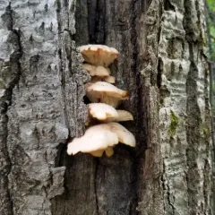 aspen oyster mushroom thumbnail 3