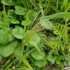 witch grass thumbnail 3