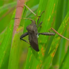 Helmeted Squash Bug thumbnail 4