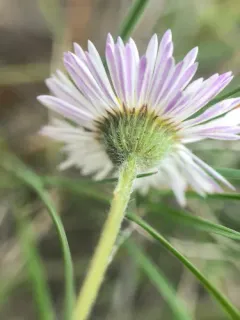 trailing fleabane thumbnail 2