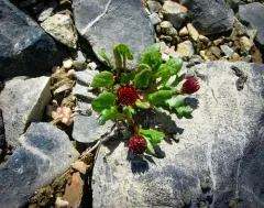 Dwarf Arctic Groundsel thumbnail 2